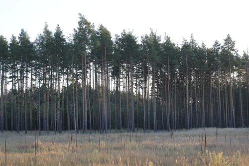 pine  field  landscape