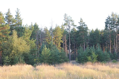 pine  field  landscape