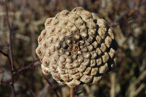 pine  cone  spiral