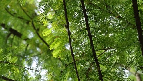 pine  leaf  foliage