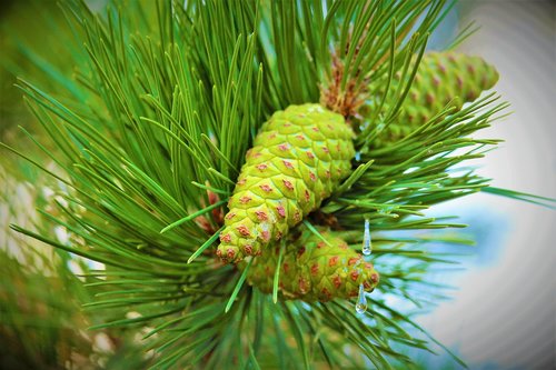 pine  cocoon  tree