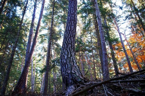 pine  tree  bark