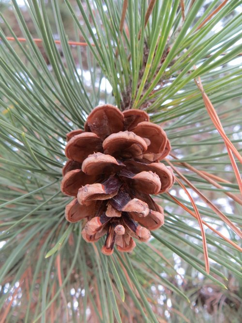 pine  nature  wood