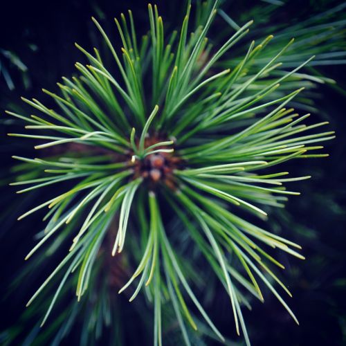 pine tree bright