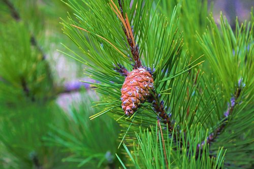 pine  cocoon  forest