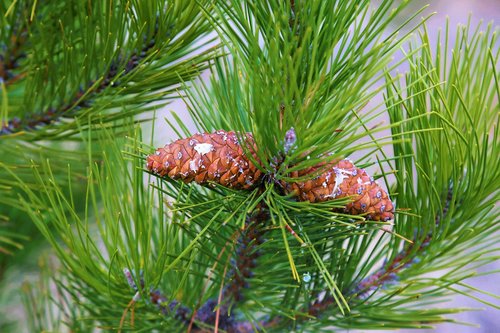 pine  cocoon  tree