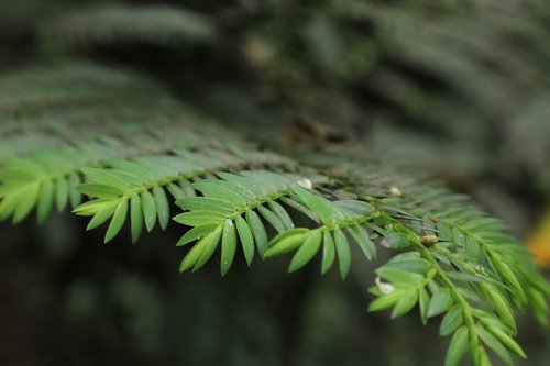 pine  forest  nature