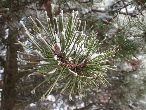 pine  needles  nature