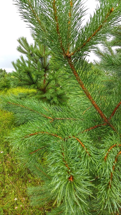 pine  nature  plant