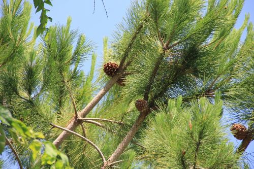 pine tap pine cones
