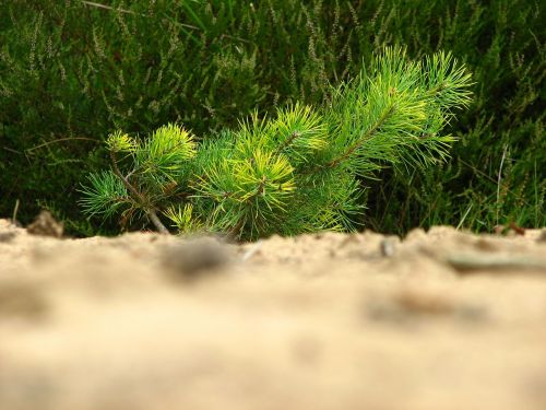 pine tree young