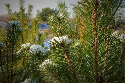 pine  snow  coniferous