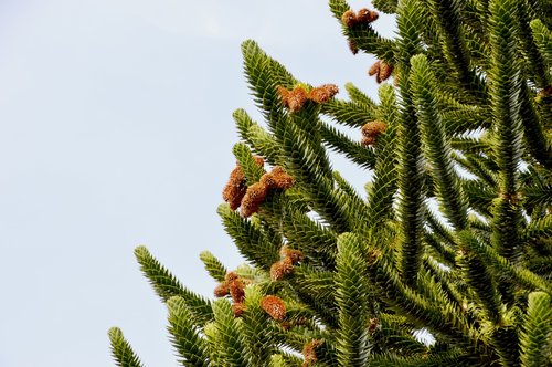 pine  fir  branches