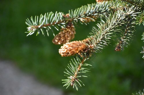 pine  fir  branch