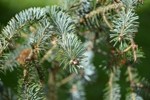 pine  fir  branch