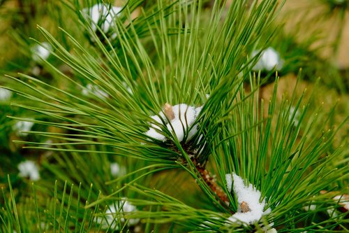 pine  tree  snow