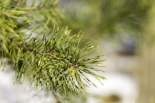pine  winter  nature