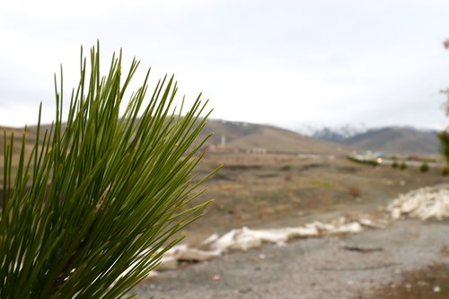 pine  tree  leaves