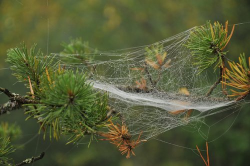pine  branch  spider web