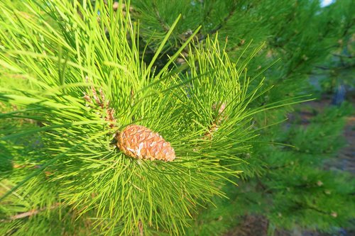 pine  branch  tree