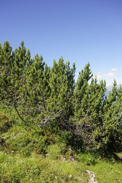 pine  plant  landscape