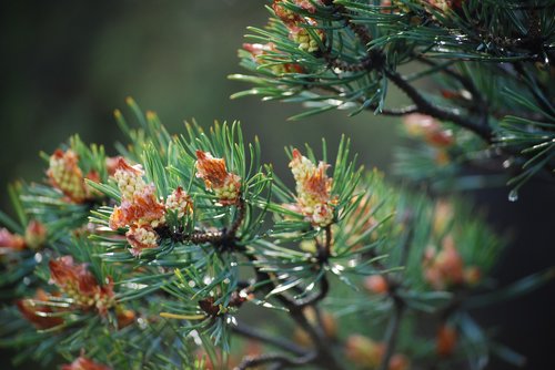 pine  cones  green