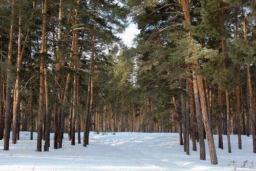 pine  forest  nature