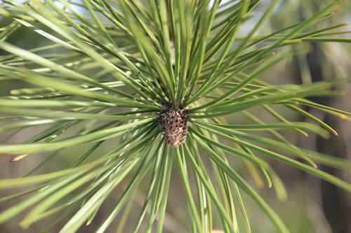 pine  fir tree  nature