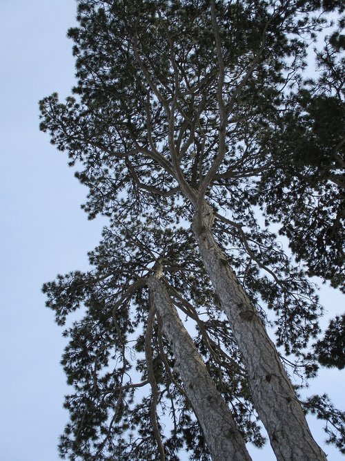 pine  black pine  tree
