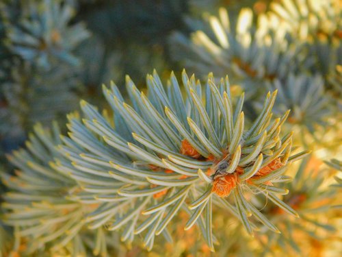 pine  close-up view  macro image