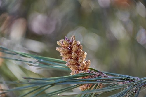 pine  outbreak  needles