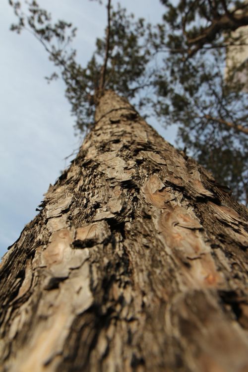 pine wood sky