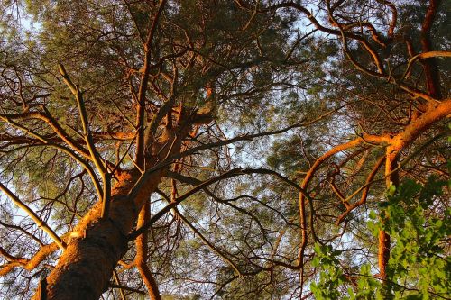 pine canopy conifer