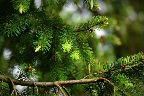 pine  conifer  tree