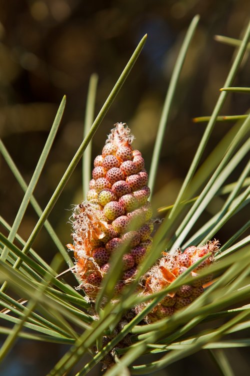 pine  pine cones  blossom