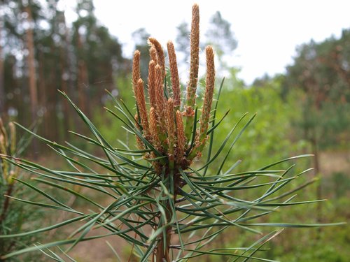 pine  shoots  spring