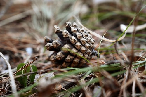 pine  pine cone  forest