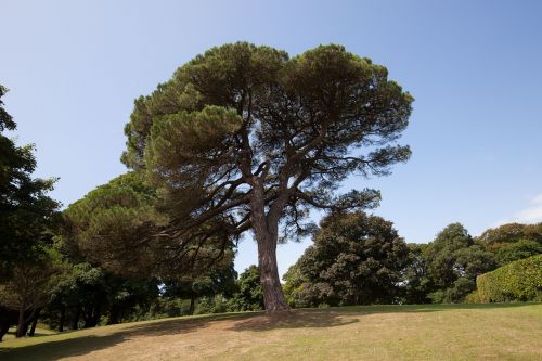pine park trees