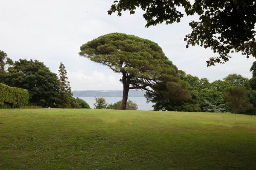 pine park trees