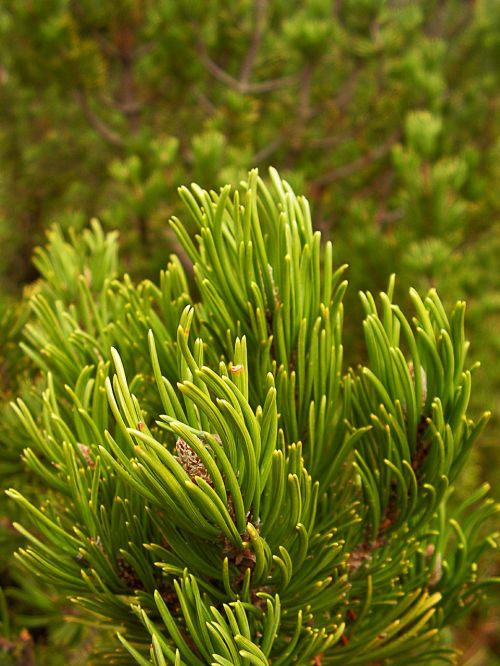 pine needles branch