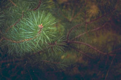 pine forest branch