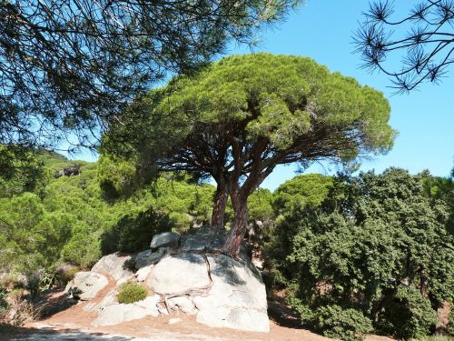 pine tree nature