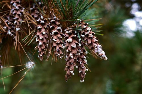 pine pine cones tap