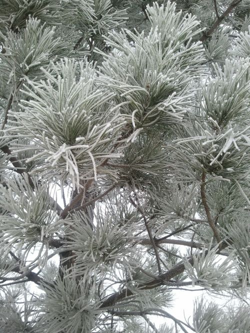 pine snow winter