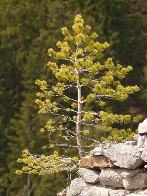 pine tree western