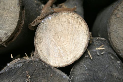 pine tree trunks wood
