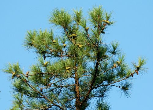 pine tree cones