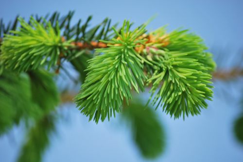 pine conifer needles