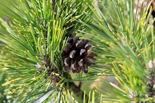 pine tree pine cone