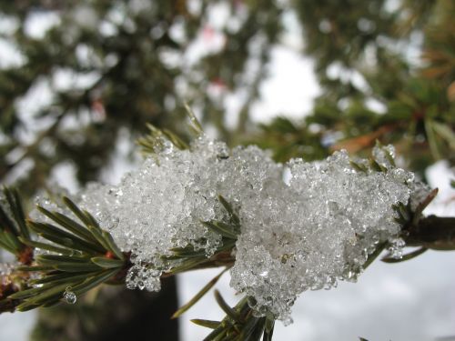 pine snow macro